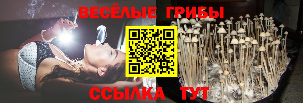 Псилоцибиновые грибы Psilocybine cubensis Удомля